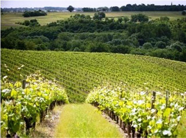 Domaine De La Soucherie - Chambres D'Hotes Beaulieu-sur-Layon Dış mekan fotoğraf