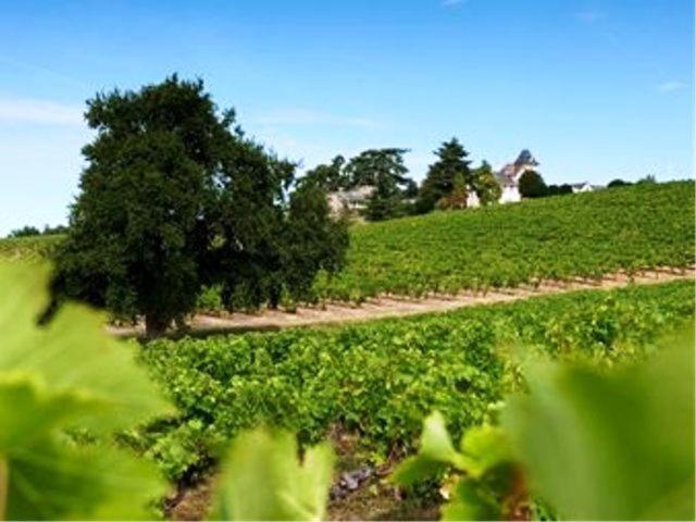 Domaine De La Soucherie - Chambres D'Hotes Beaulieu-sur-Layon Dış mekan fotoğraf